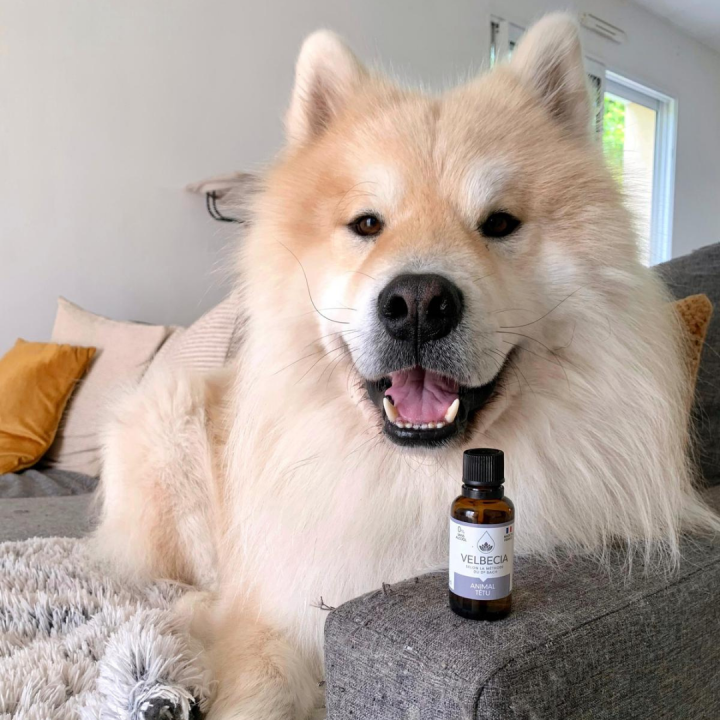 Fleurs de Bach Velbecia Animal têtu