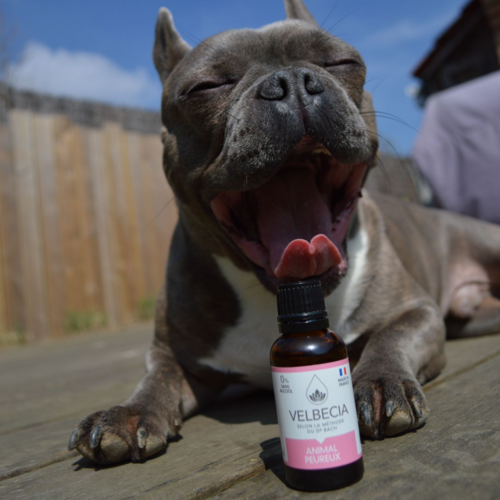 Fleurs de Bach pour animaux Velbecia Animal Peureux